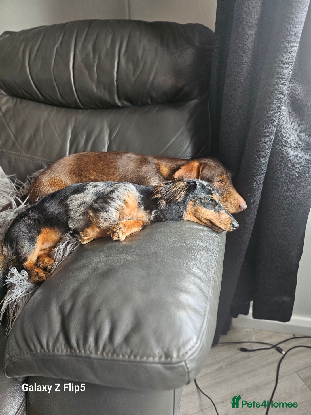 Dachshund dogs for sale: TWO DAUSHUNDS - Image 3