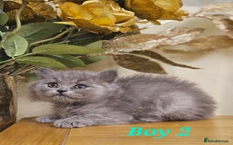 British Shorthair cats for sale: Last 4 male British Short-hair/long hair kittens  - Image 19