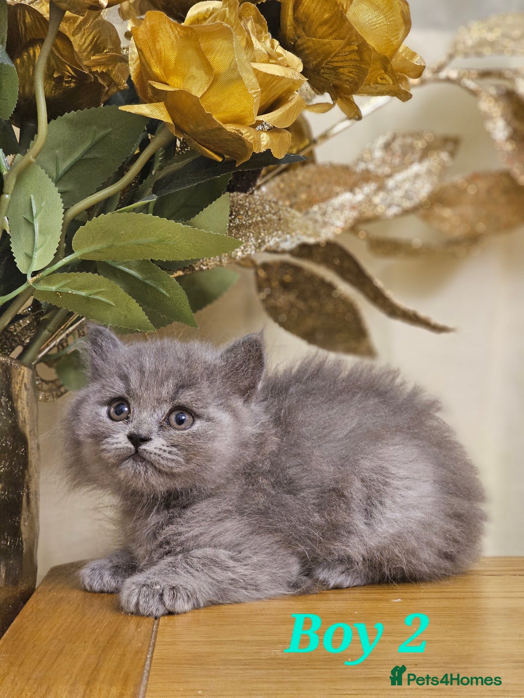 British Shorthair cats for sale: Last 4 male British Short-hair/long hair kittens  - Image 19