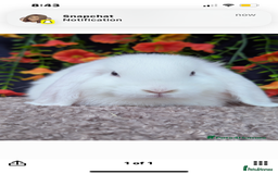 Mini Lop rabbits for sale: Bonded male rabbits - Advert 4