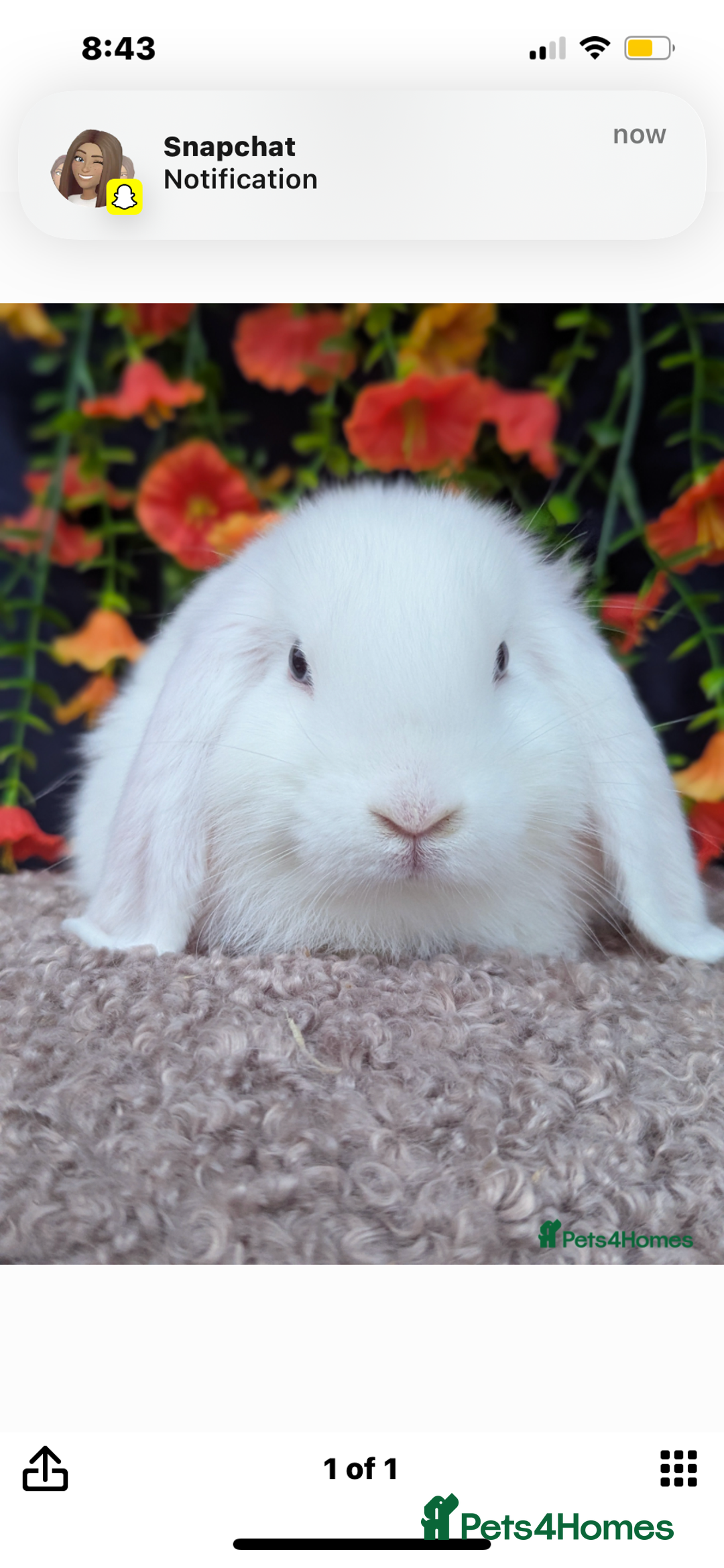 Mini Lop rabbits for sale: Bonded male rabbits - Advert 4