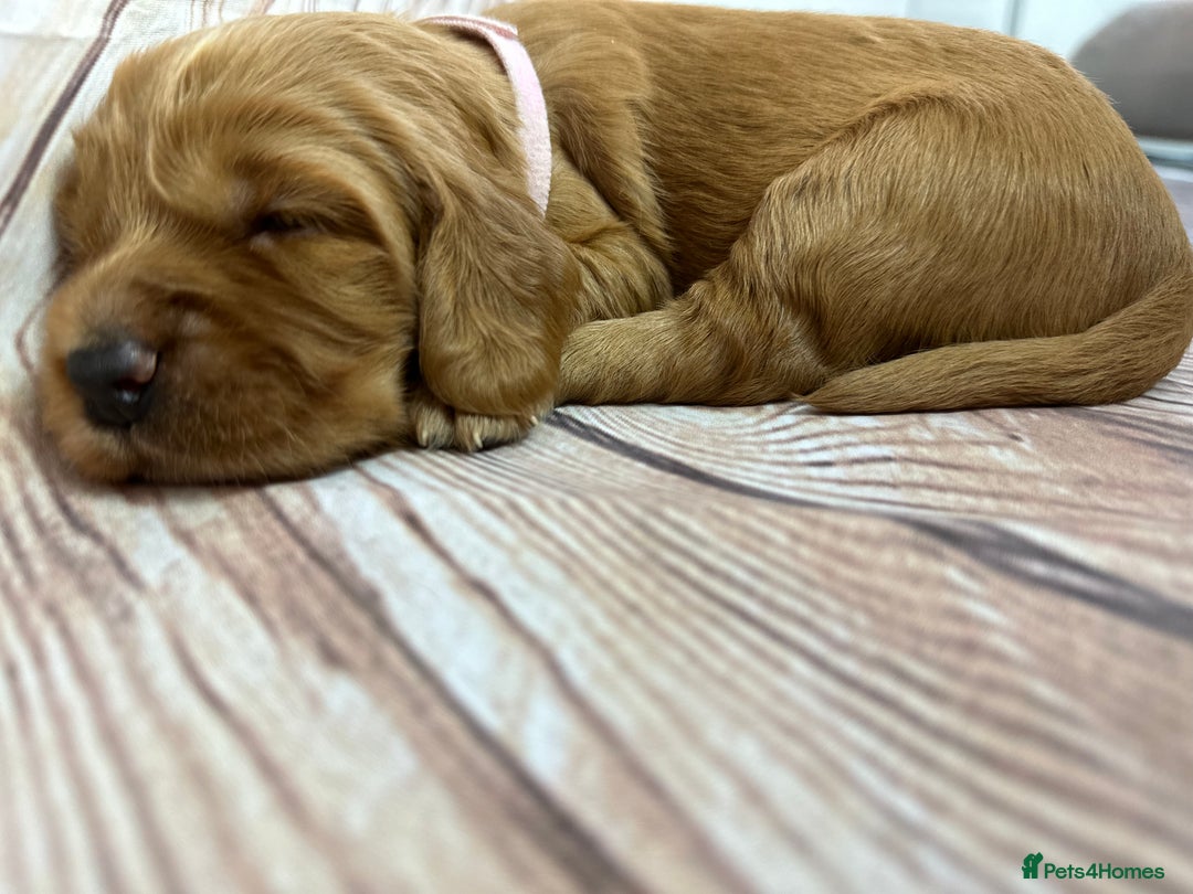 Cocker Spaniel dogs for sale: Cocker Spaniel puppies - Image 9