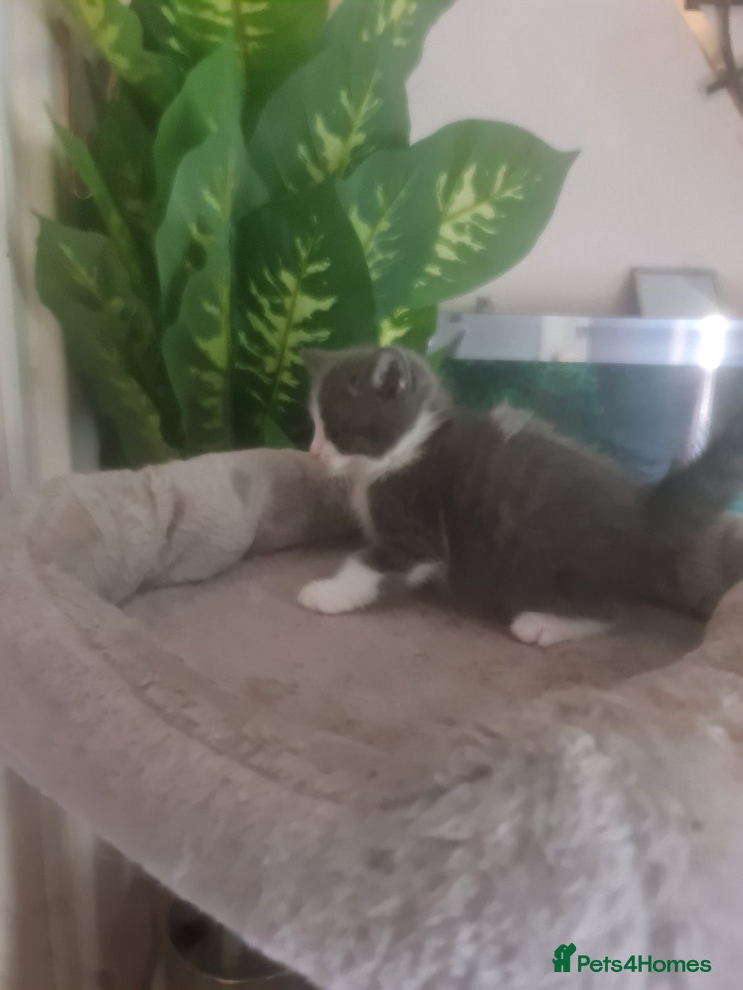 Mixed Breed cats for sale: Stunning  kittens looking  4 new home - Image 20