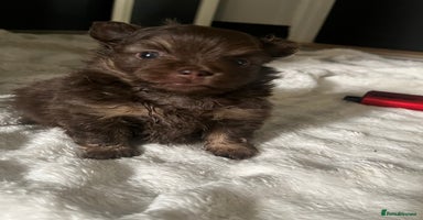 Pomeranian dogs - Advert 1