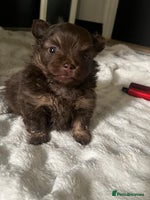 Pomeranian dogs - Advert 1