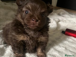 Pomeranian dogs - Advert 1