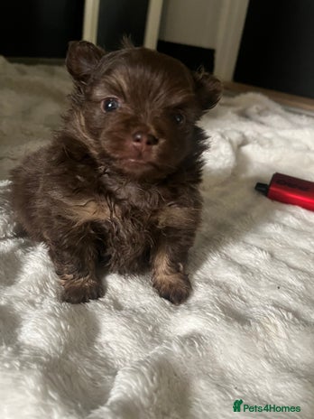 Pomeranian dogs - Advert 1