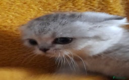 Scottish Fold cats for sale: LAST BOY FOLD. OPEN TO OFFERS.  in Aberdare - Image 3