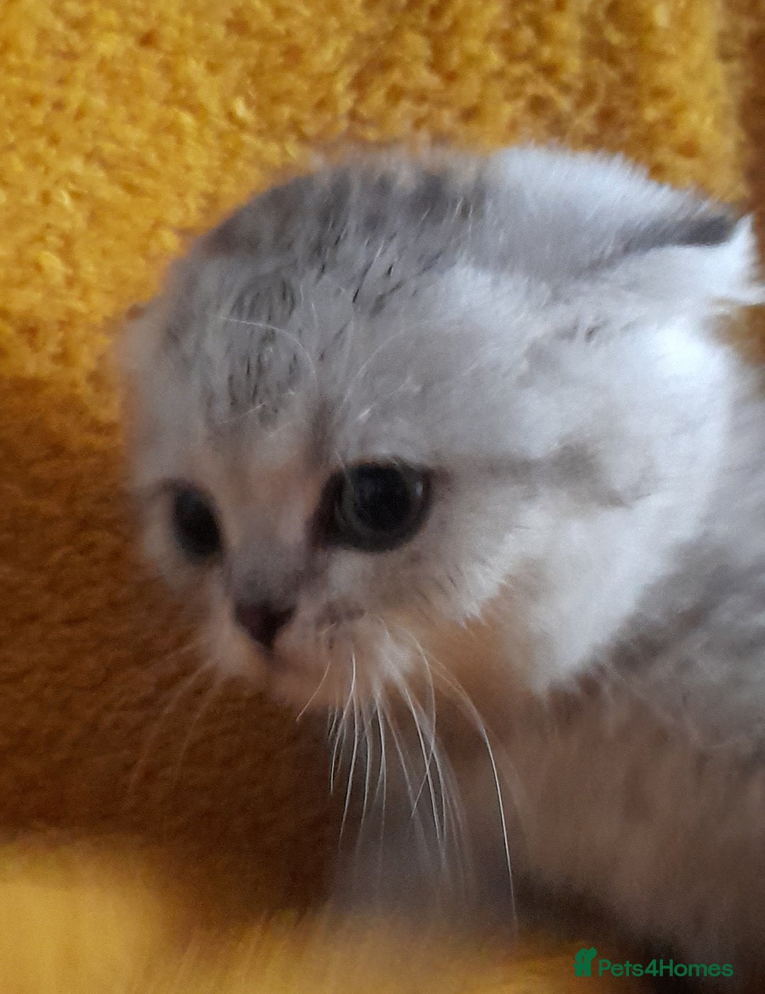 Scottish Fold cats for sale: LAST BOY FOLD. OPEN TO OFFERS.  in Aberdare - Image 3