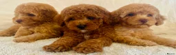 Toy Poodle dogs for sale: Toy poodle puppies  in Wakefield - Advert 22
