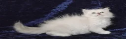 Siberian cats for sale: GCCF Registered Siberian Kitten For Sale  - Advert 14