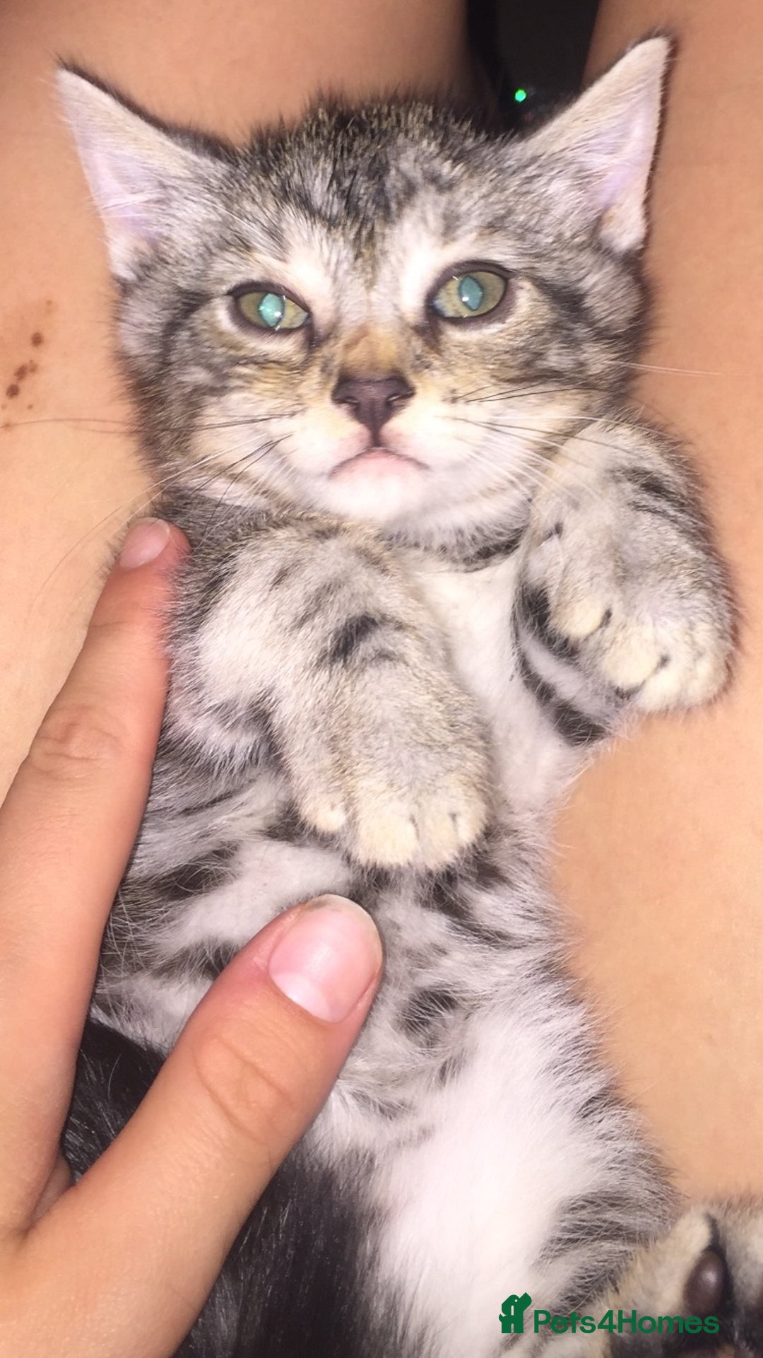 Mixed Breed cats for sale: 5 beautiful bengal cross kittens   - Image 7