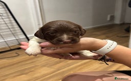 English Springer Spaniel dogs for sale: English springer spaniel puppies  - Image 7