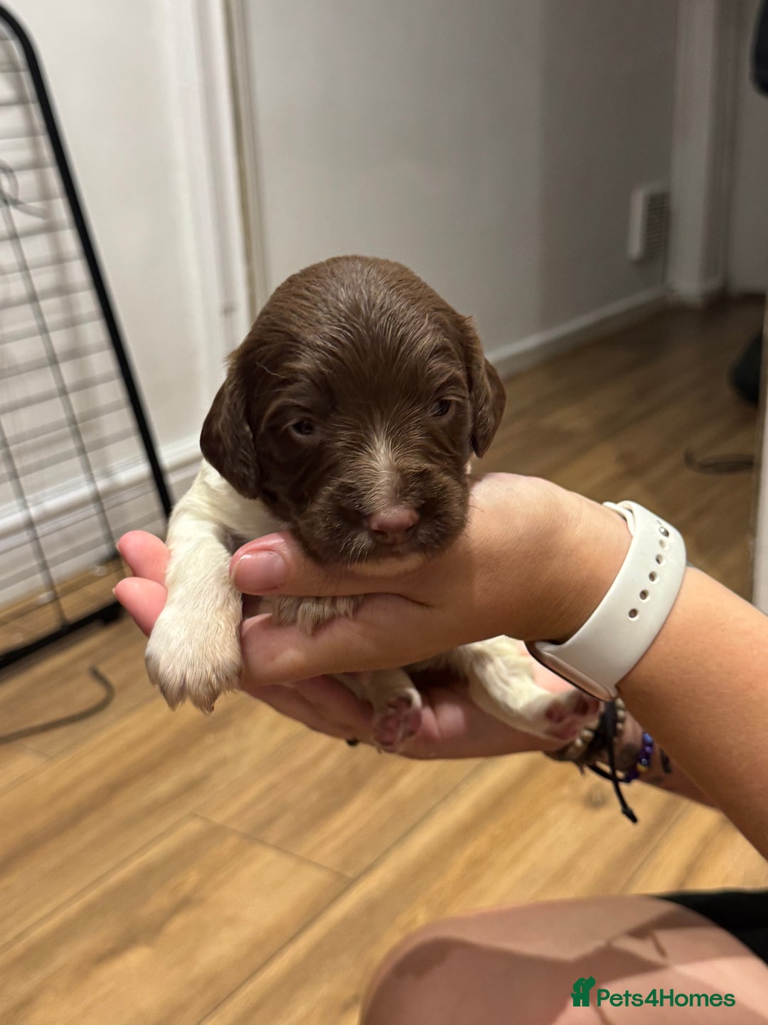 English Springer Spaniel dogs for sale: English springer spaniel puppies  - Image 7