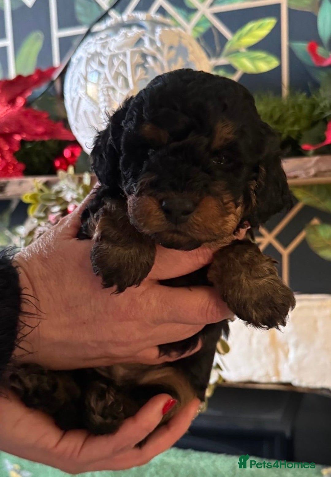Doxiepoo dogs for sale: Stunning Doxipoo puppies  - Advert 17
