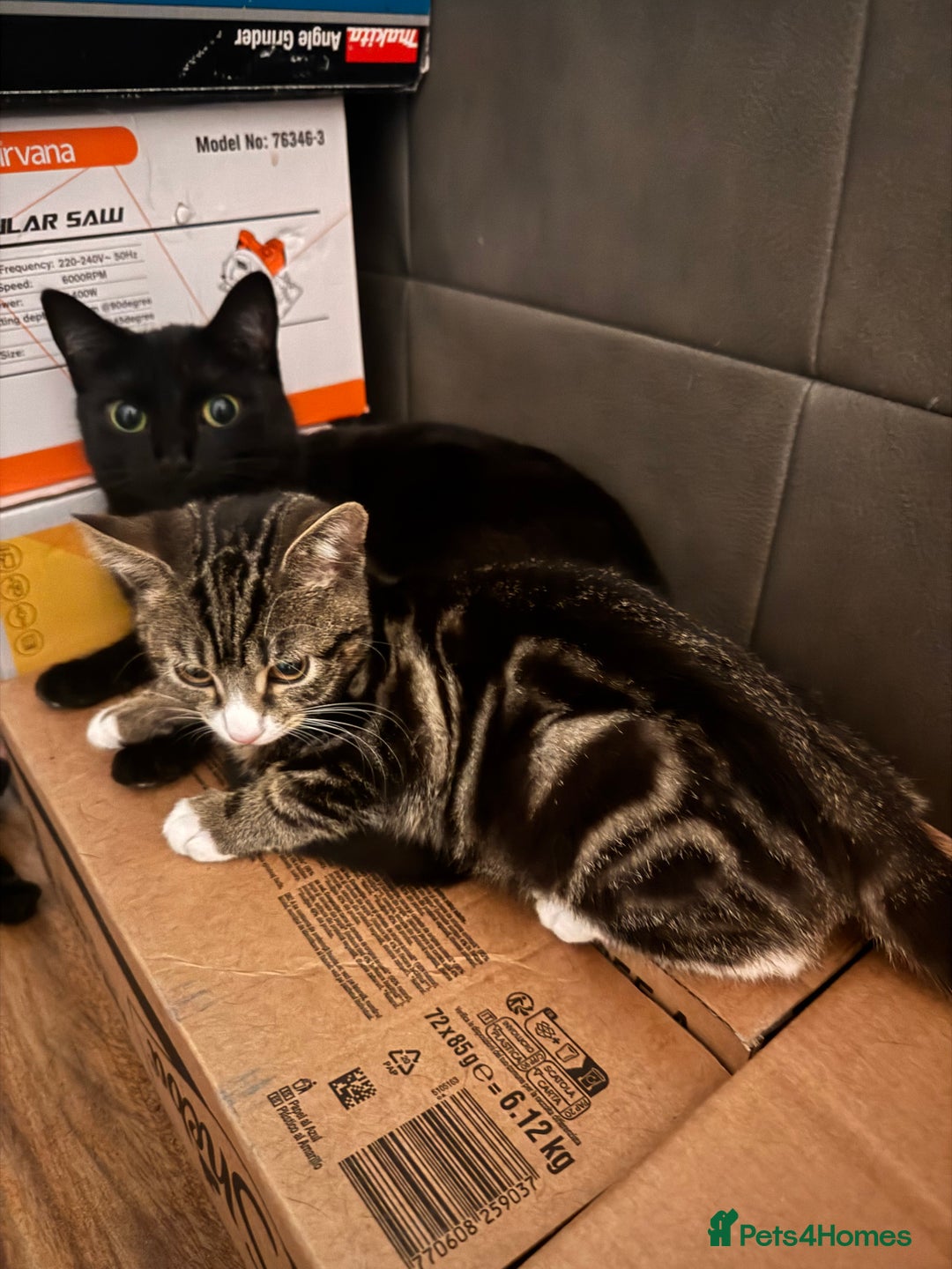 Mixed Breed cats for sale: Cats in Need of Loving Homes – Free If adopted - Advert 4