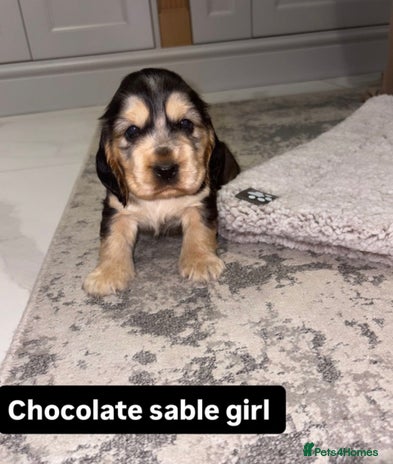 Cocker Spaniel dogs Kc show cocker spaniels with 5 week free insurance - Advert 1