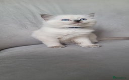 Ragdoll cats for sale: Adorable Ragdoll Kittens  - Image 29