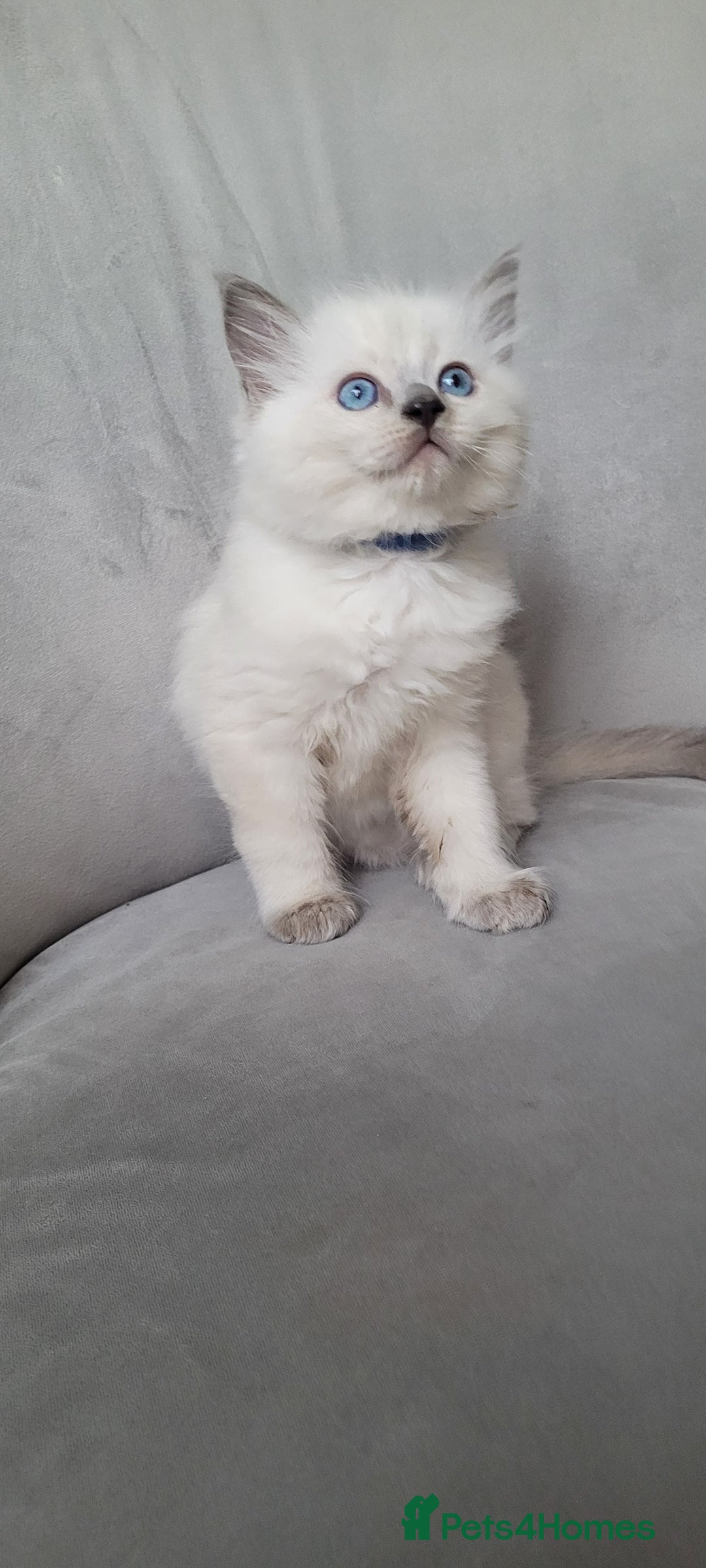Ragdoll cats for sale: Adorable Ragdoll Kittens  - Image 29