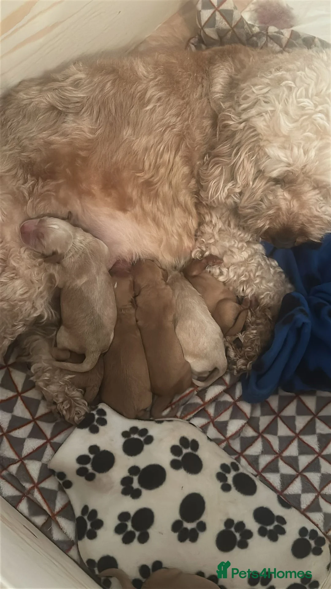 Labradoodle dogs for stud: Available for stud in Petworth - Advert 4