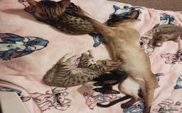 Savannah cats for sale: Playful Savannah F5 Mix Kittens for Loving Homes - Image 23