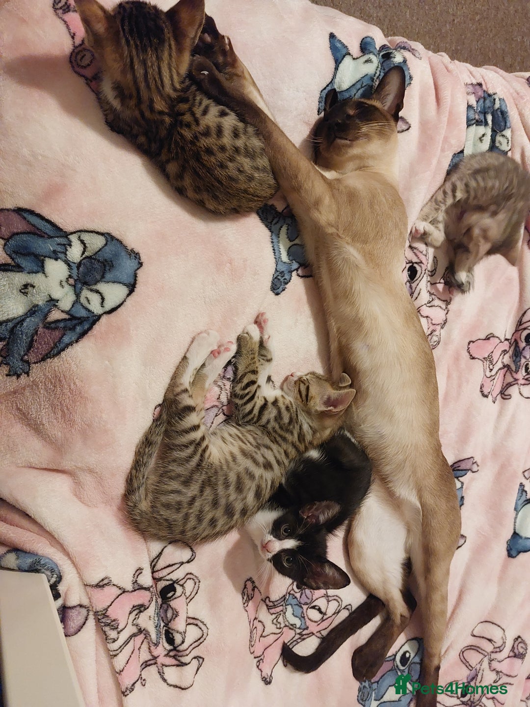 Savannah cats for sale: Playful Savannah F5 Mix Kittens for Loving Homes - Image 23