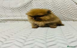Pomeranian dogs for sale: Fabulous Pomeranian Girl Puppies  - Image 9
