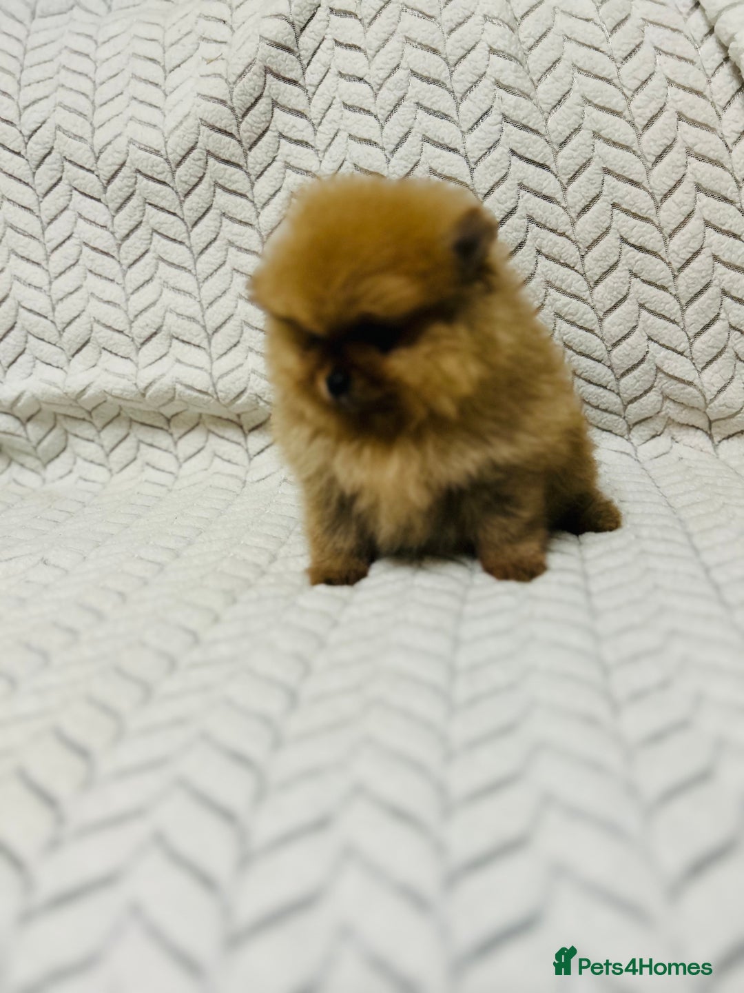 Pomeranian dogs for sale: Fabulous Pomeranian Girl Puppies  - Image 9