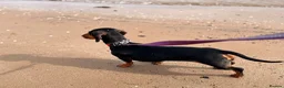 Miniature Dachshund dogs for sale: Very sweet mini Dachshund girl in Carluke - Advert 9