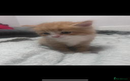 Mixed Breed cats for sale: Gorgeous ginger kittens - not ready until Jan  - Advert 3