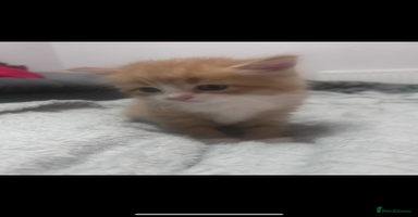 Mixed Breed cats Gorgeous ginger kittens - not ready until Jan  - Advert 1