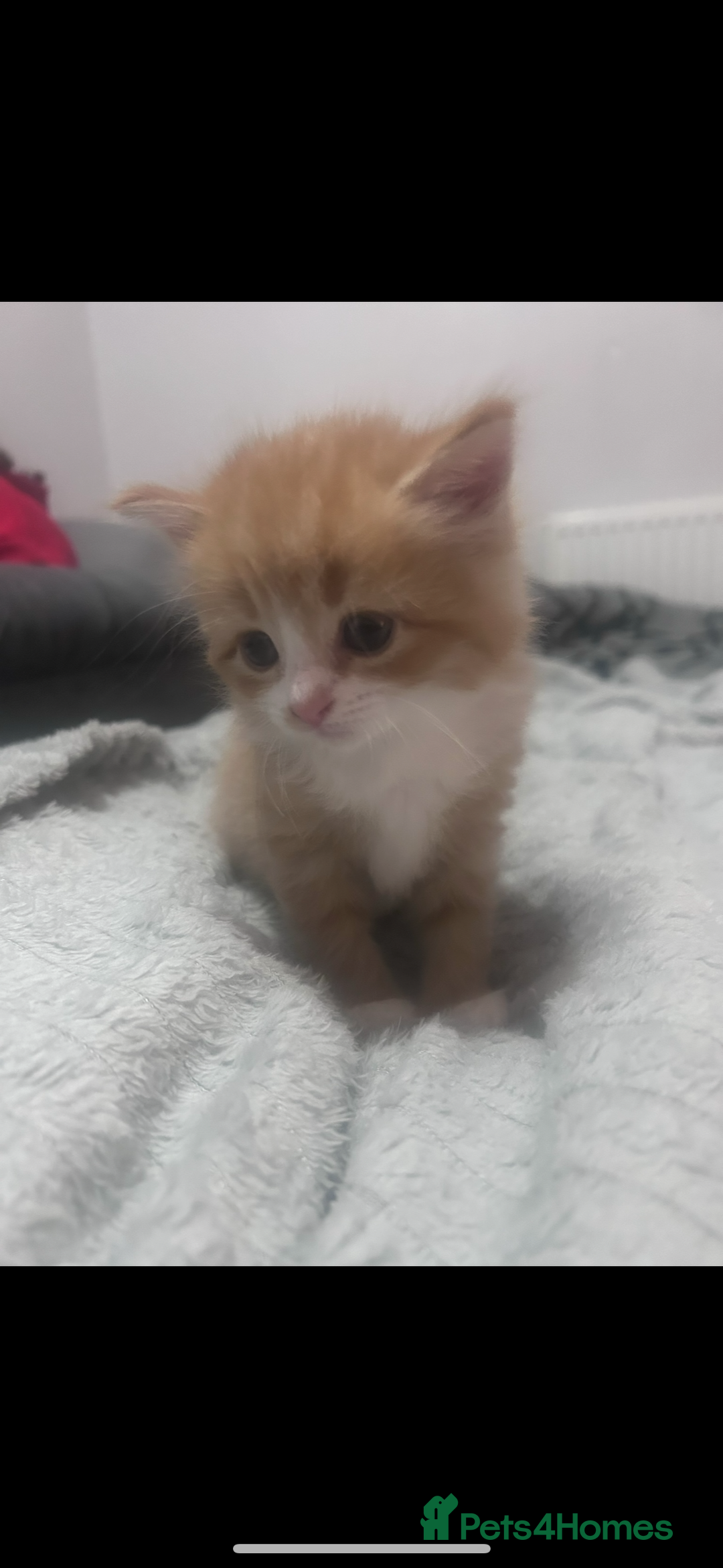 Mixed Breed cats for sale: Gorgeous ginger kittens - not ready until Jan  - Advert 3