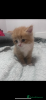 Mixed Breed cats Gorgeous ginger kittens - not ready until Jan - Advert 1