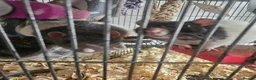 Rat rodents for sale: 2 male rats - Advert 5