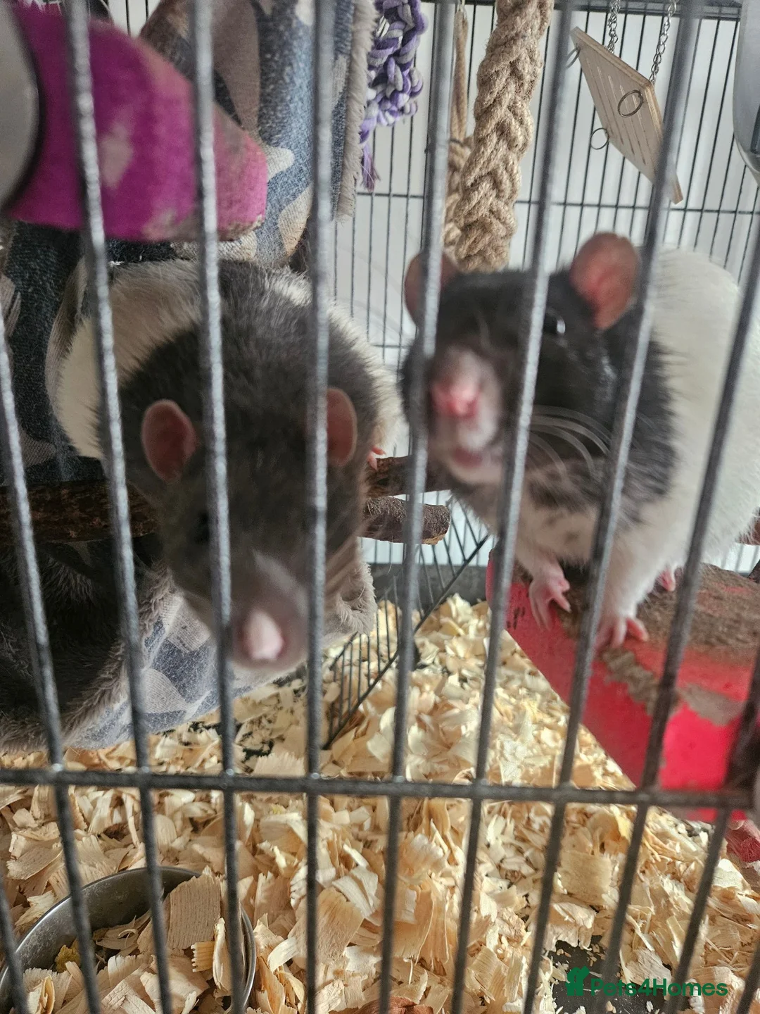 Rat rodents for sale: 2 male rats - Advert 5