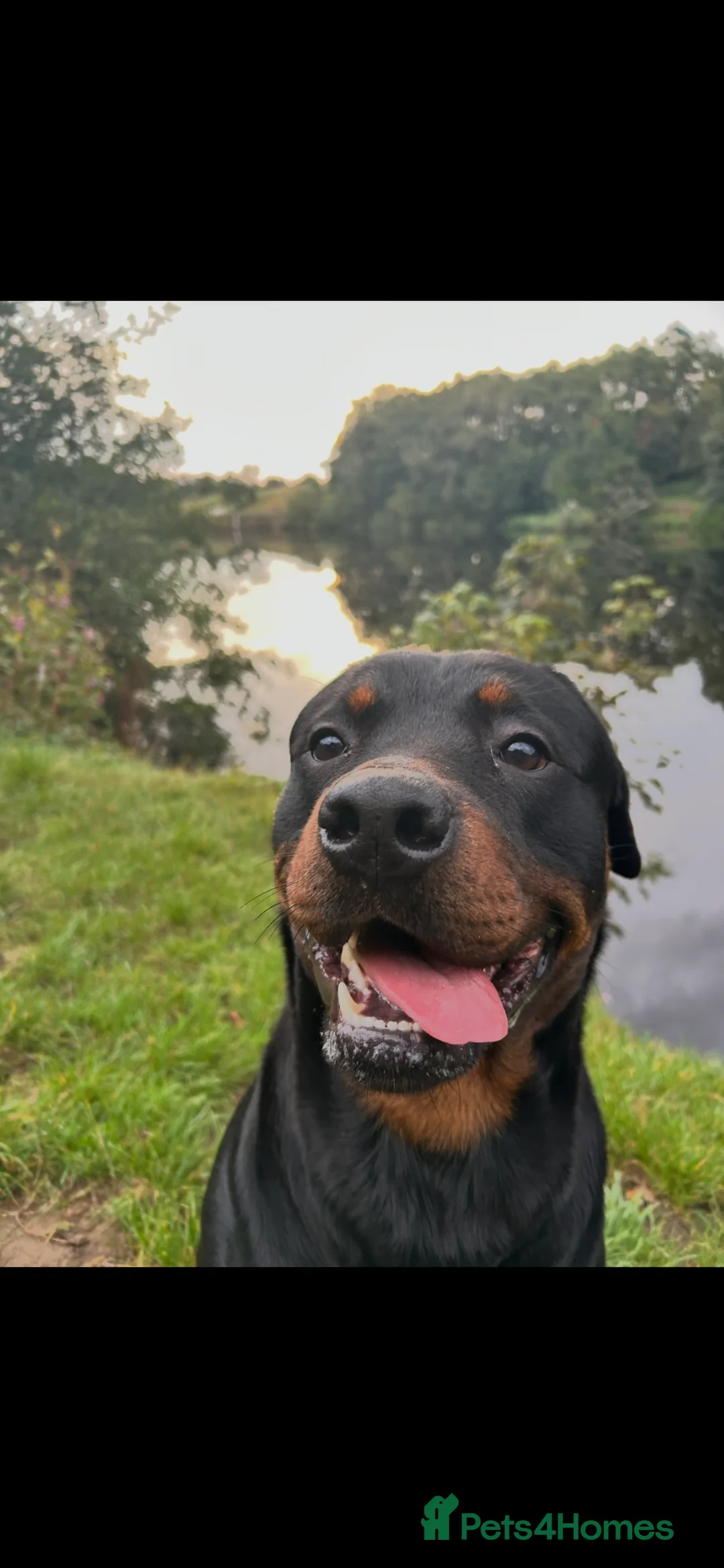 Rottweiler dogs for sale: 2 year old Rottweiler  in Bridlington - Advert 1