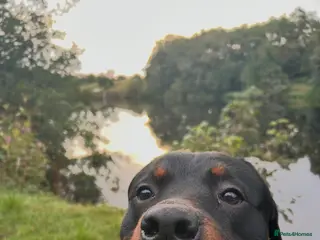 Rottweiler dogs 2 year old Rottweiler - Advert 10