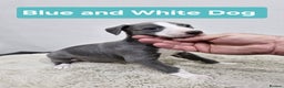 Whippet dogs for sale: KC Reg Whippet Puppies for sale  - Advert 8