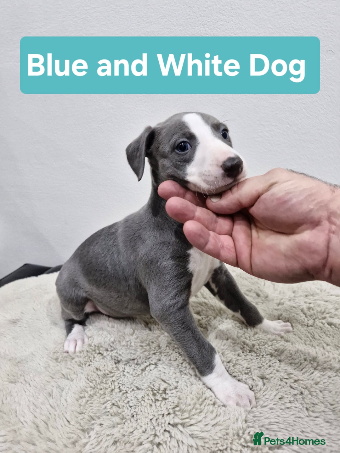 Whippet dogs for sale: KC Reg Whippet Puppies for sale  - Advert 8