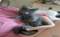 British Longhair cats for sale: British blue longhair - Image 10