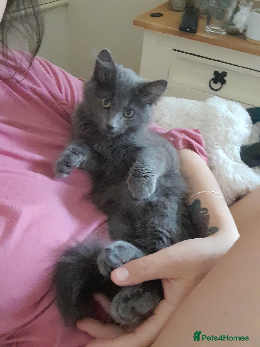 British Longhair cats for sale: British blue longhair - Image 10