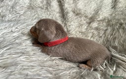 Dachshund dogs for sale: Beautiful mini dachshund babies  - Image 8