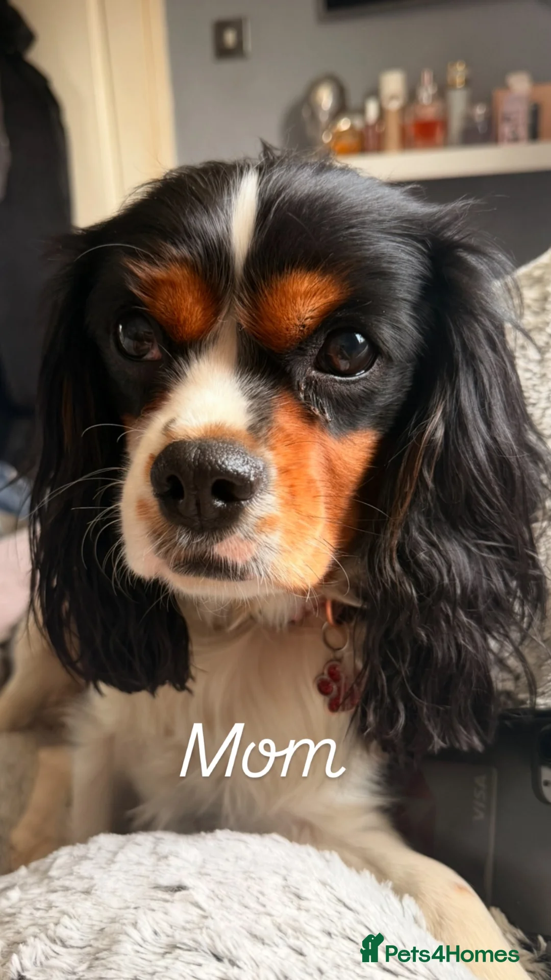 Cavalier King Charles Spaniel dogs for sale: Cavalier King Charles Spaniel Puppies - Pedigree in Walsall - Advert 2