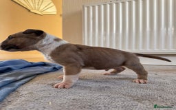 English Bull Terrier dogs for sale: 5* Stunning English Bull Terrier Pups  - Image 5