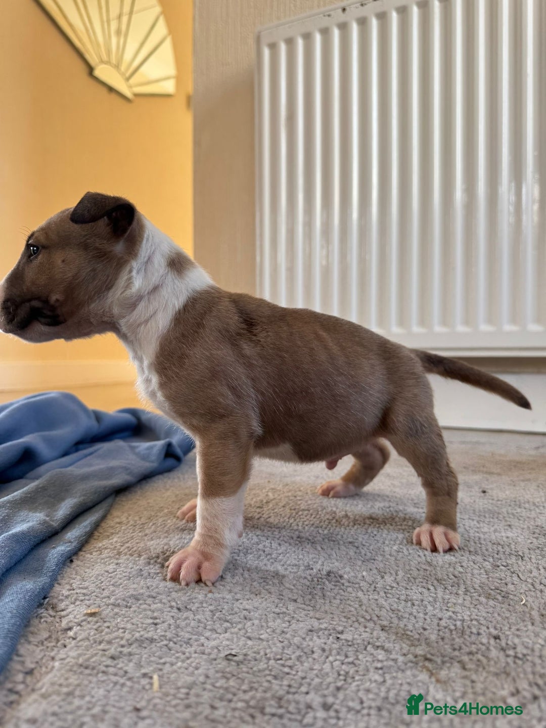 English Bull Terrier dogs for sale: 5* Stunning English Bull Terrier Pups  - Image 5