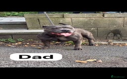 Staffordshire Bull Terrier dogs for sale:   Champion-KC.Reg.Blue Staffordshire Bull Terrier  - Image 4