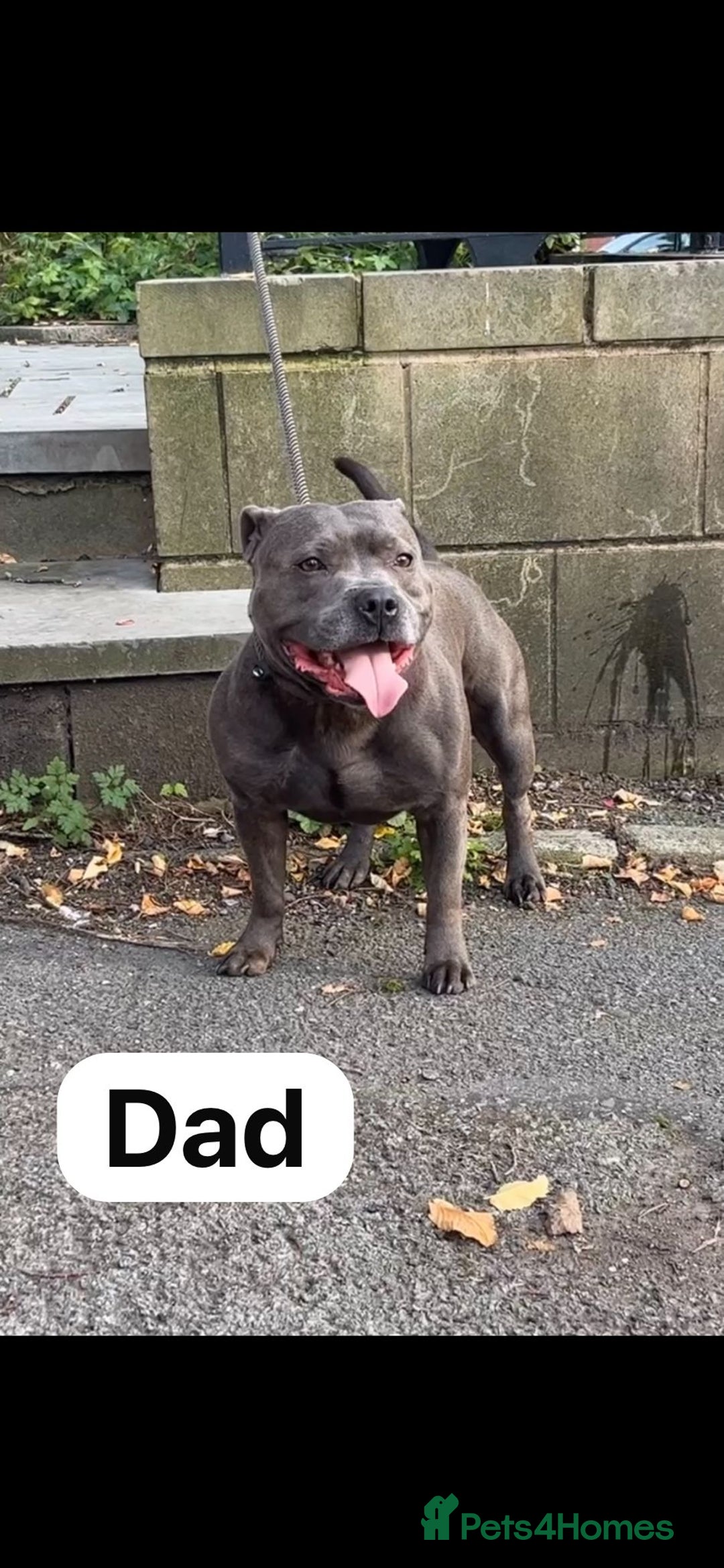 Staffordshire Bull Terrier dogs for sale:   Champion-KC.Reg.Blue Staffordshire Bull Terrier  - Image 4