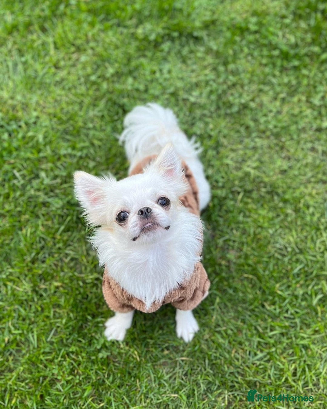 Chihuahua dogs for sale: Long Coat Chihuahua Boys Outstanding Quality ⭐️ - Advert 3