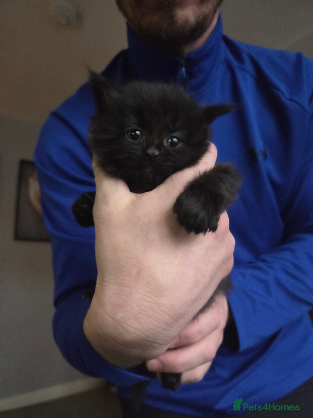 British Longhair cats for sale: 2 beautiful all black British long hair kittens  - Advert 4