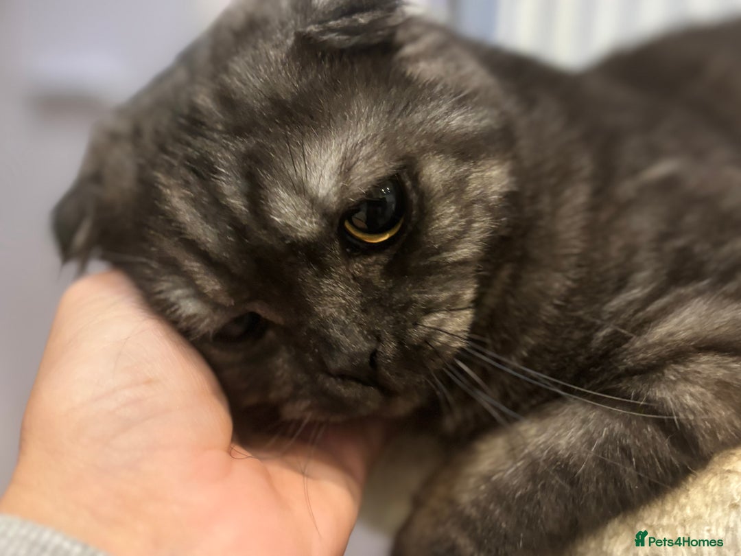 Scottish Fold cats for sale: Scottish fold - Advert 1